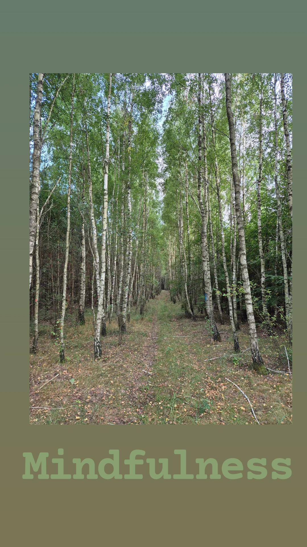 mindfulness białystok - widok na drogę przez las pełen brzozy